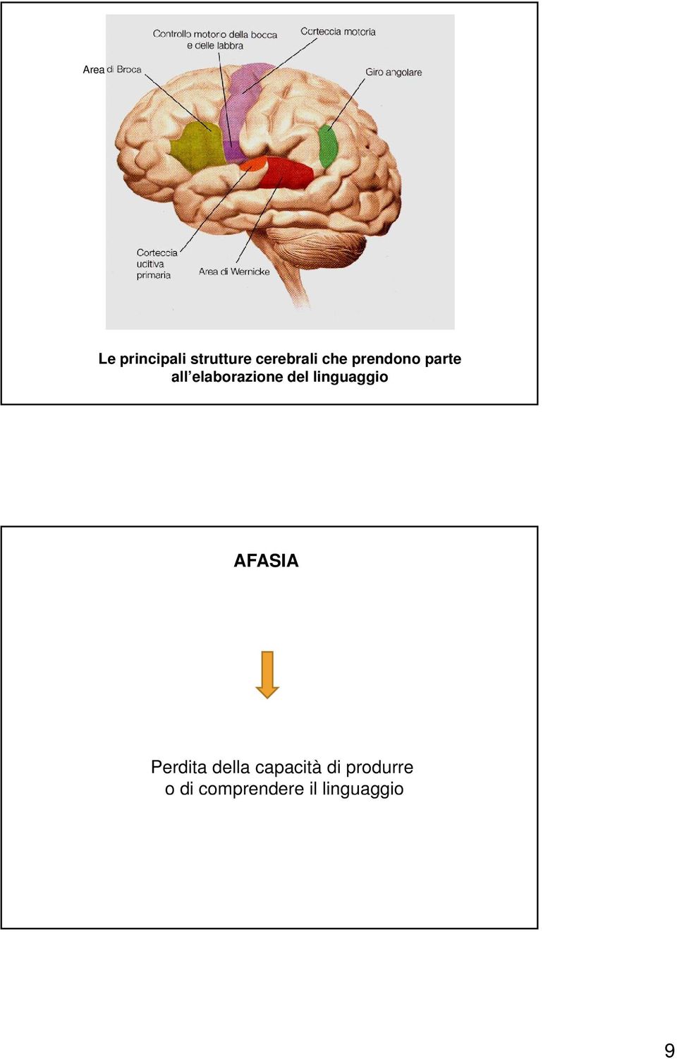 linguaggio AFASIA Perdita della capacità