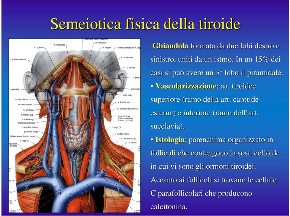 carotide esterna) e inferiore (ramo dell art. succlavia).