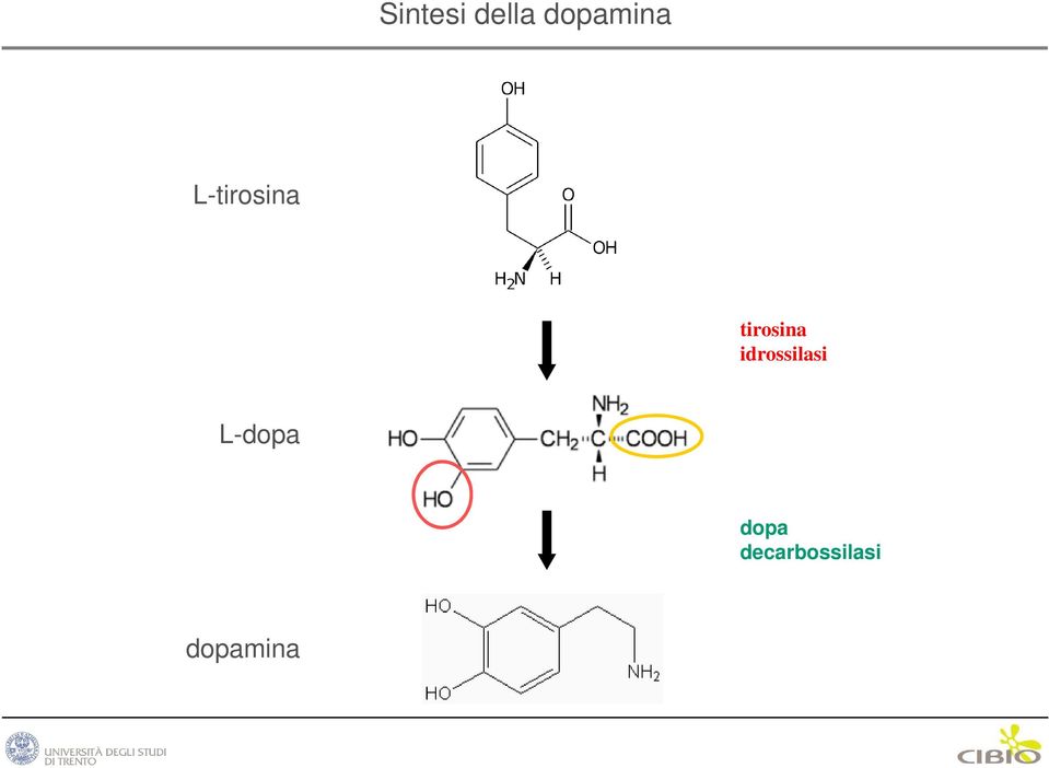 idrossilasi L-dopa dopa