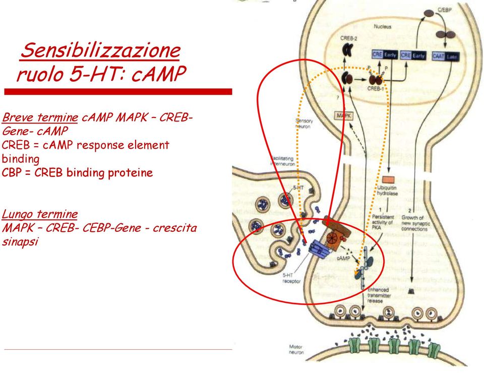 element binding CBP = CREB binding proteine