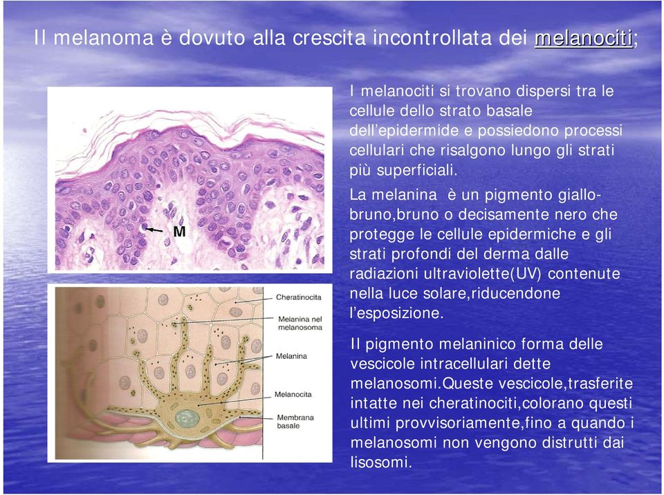 La melanina è un pigmento giallobruno,bruno o decisamente nero che protegge le cellule epidermiche e gli strati profondi del derma dalle radiazioni ultraviolette(uv)