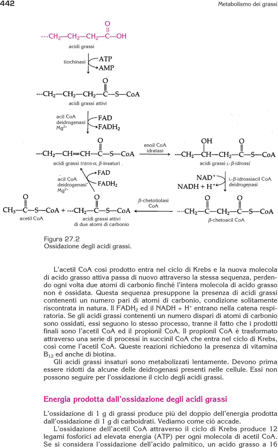 L acetil CoA così prodotto entra nel ciclo di Krebs e la nuova molecola di acido grasso attiva passa di nuovo attraverso la stessa sequenza, perdendo ogni volta due atomi di carbonio finché l intera