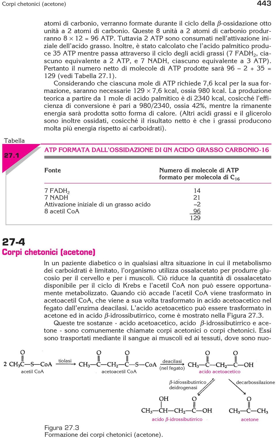 Inoltre, è stato calcolato che l acido palmitico produce 35 ATP mentre passa attraverso il ciclo degli acidi grassi (7 FADH 2, ciascuno equivalente a 2 ATP, e 7 NADH, ciascuno equivalente a 3 ATP).