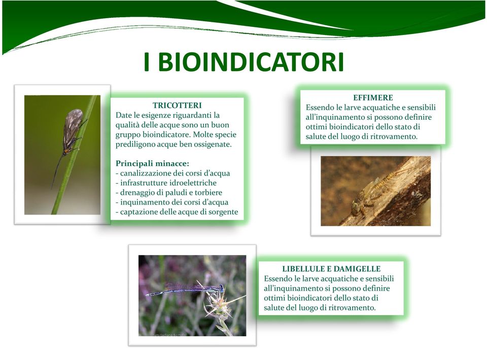 Principali minacce: - canalizzazione dei corsi d acqua - infrastrutture idroelettriche - drenaggio di paludi e torbiere - inquinamento dei corsi d acqua - captazione