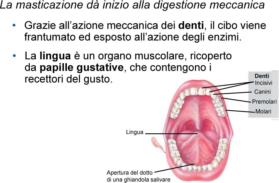 La lingua è un organo muscolare, ricoperto da papille gustative, che contengono i