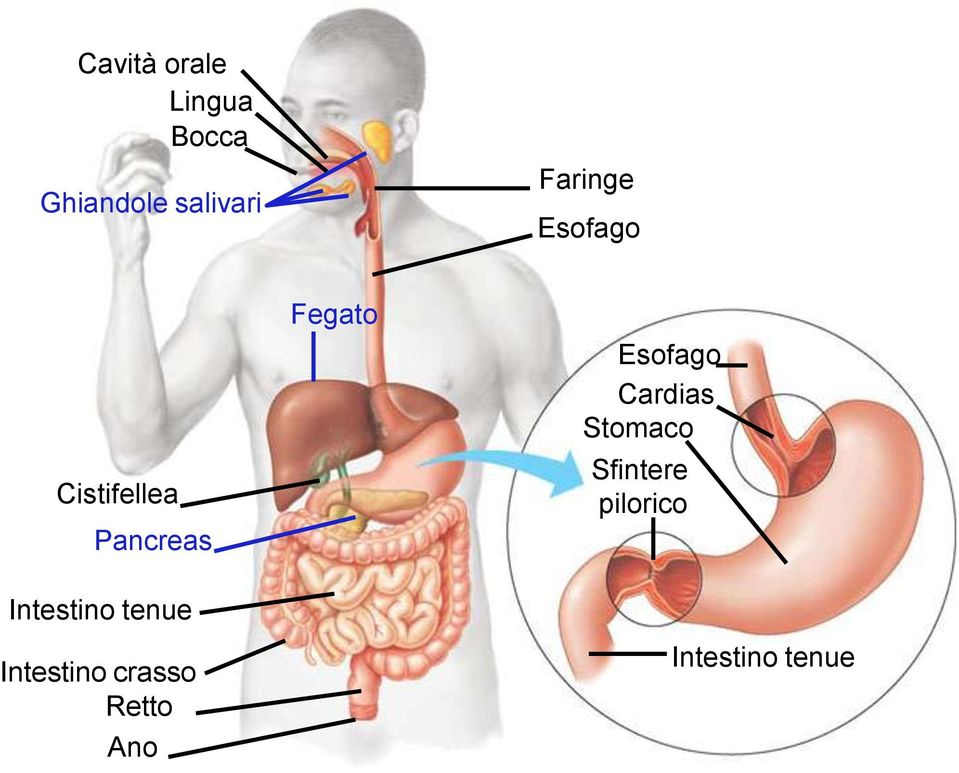 Esofago Cardias Stomaco Sfintere pilorico