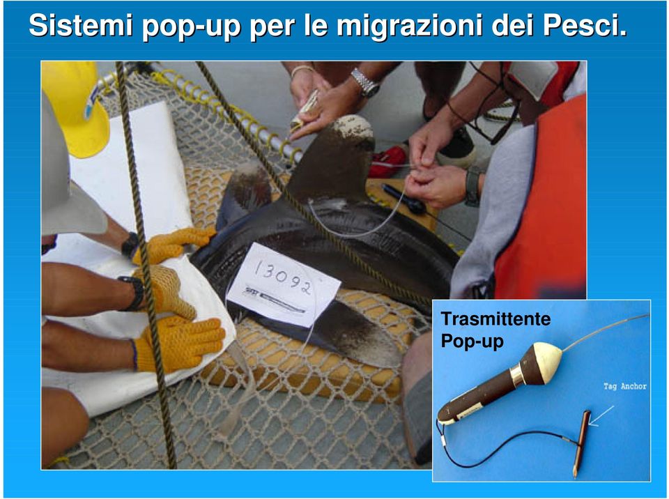 migrazioni dei