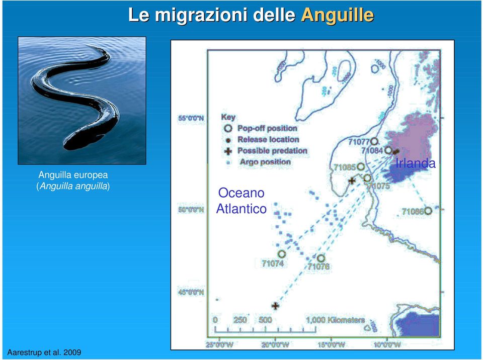 (Anguilla anguilla) Oceano