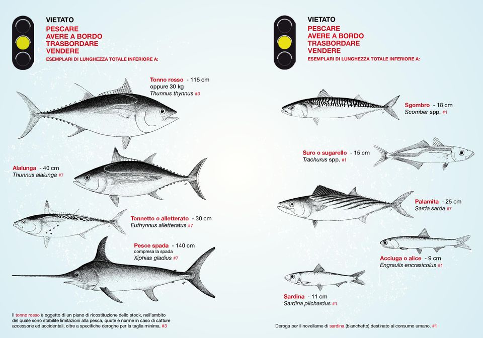 encrasicolus #1 Sardina - 11 cm Sardina pilchardus #1 Il tonno rosso è oggetto di un piano di ricostituzione dello stock, nell ambito del quale sono stabilite limitazioni alla pesca,