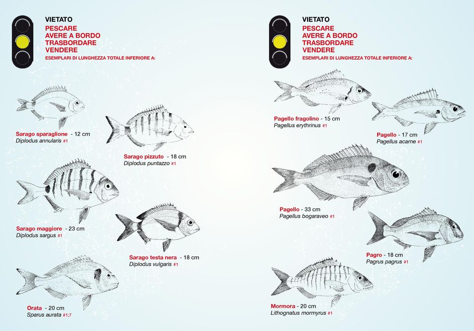 cm Pagellus bogaraveo #1 Sarago maggiore - 23 cm Diplodus sargus #1 Sarago testa nera - 18 cm Diplodus