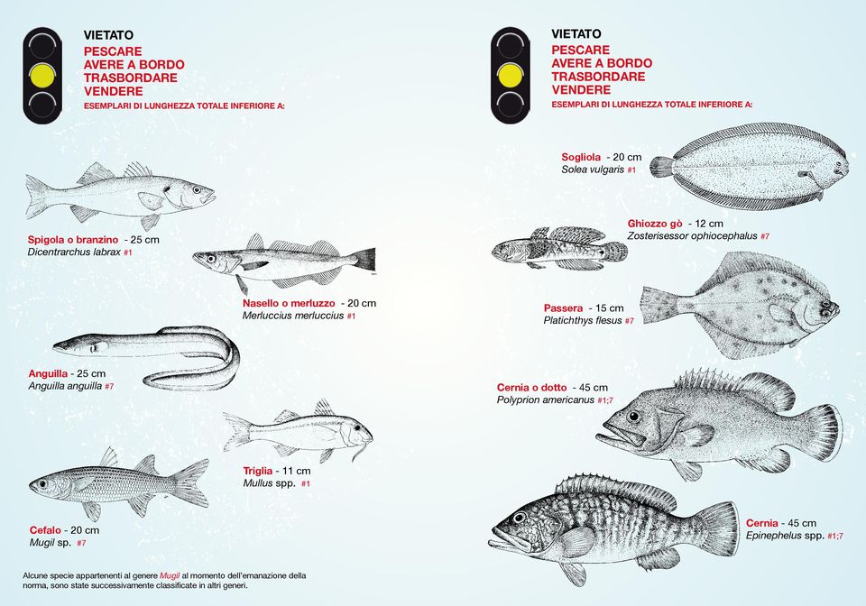 anguilla #7 Cernia o dotto - 45 cm Polyprion americanus #1;7 Triglia - 11 cm Mullus spp. #1 Cefalo - 20 cm Mugil sp.