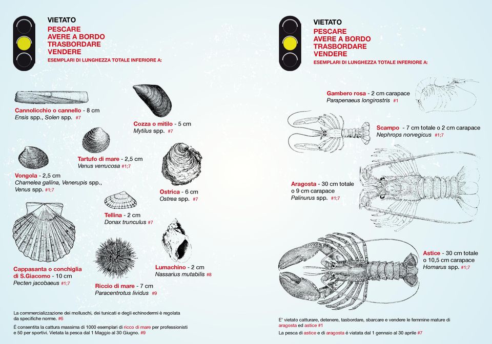 gallina, Venerupis spp., Venus spp. #1;7 Ostrica - 6 cm Ostrea spp. #7 Aragosta - 30 cm totale o 9 cm carapace Palinurus spp. #1;7 Tellina - 2 cm Donax trunculus #7 Cappasanta o conchiglia di S.