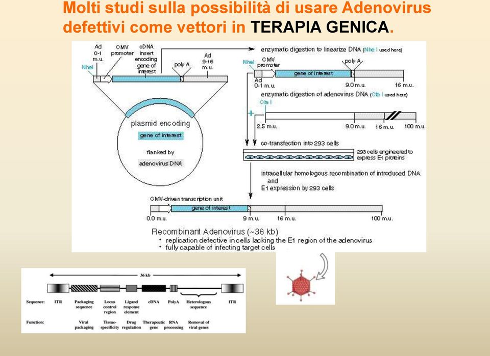 Adenovirus defettivi