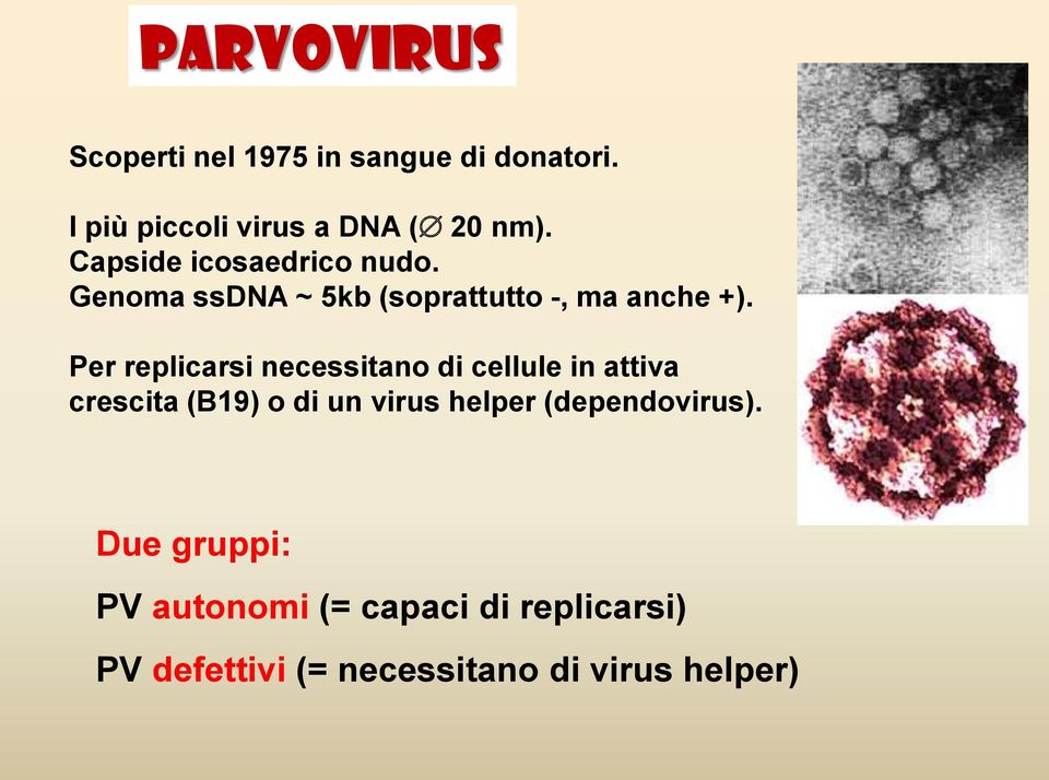 Per replicarsi necessitano di cellule in attiva crescita (B19) o di un virus helper