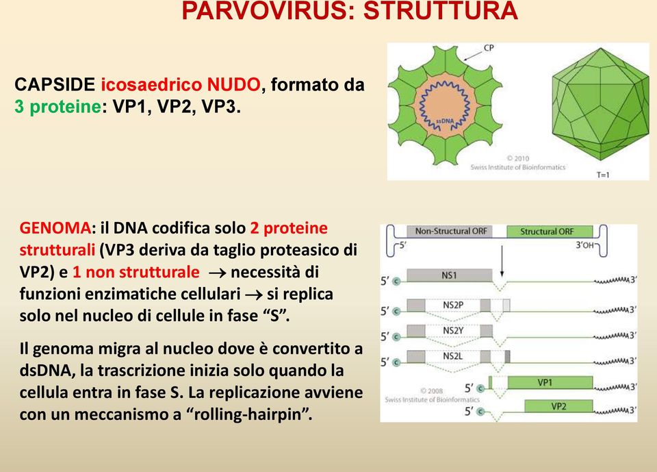 necessità di funzioni enzimatiche cellulari si replica solo nel nucleo di cellule in fase S.