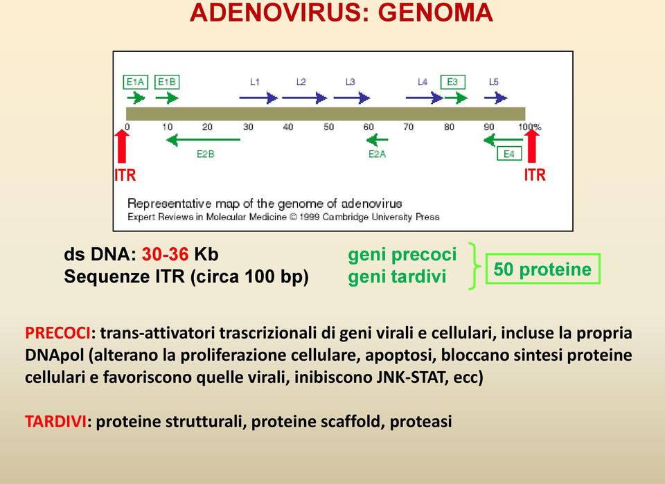 DNApol (alterano la proliferazione cellulare, apoptosi, bloccano sintesi proteine cellulari e