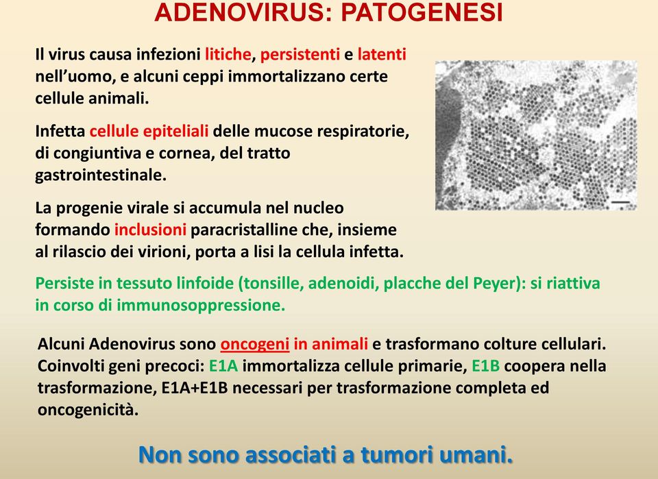 La progenie virale si accumula nel nucleo formando inclusioni paracristalline che, insieme al rilascio dei virioni, porta a lisi la cellula infetta.