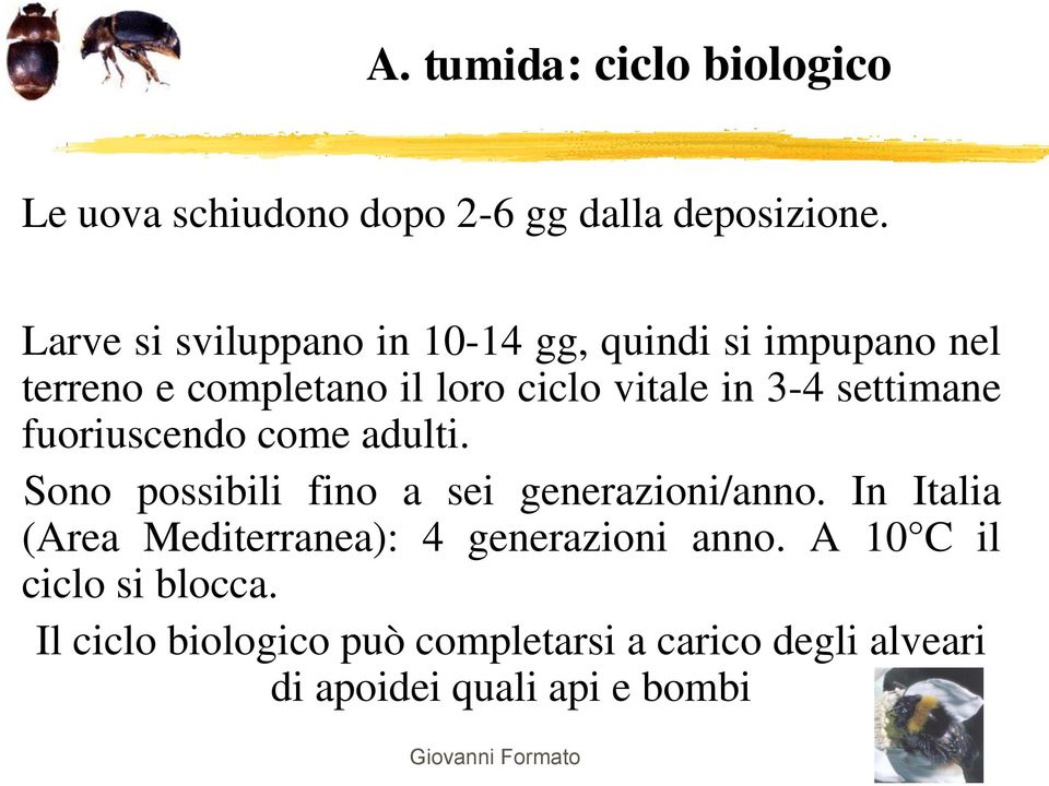 settimane fuoriuscendo come adulti. Sono possibili fino a sei generazioni/anno.