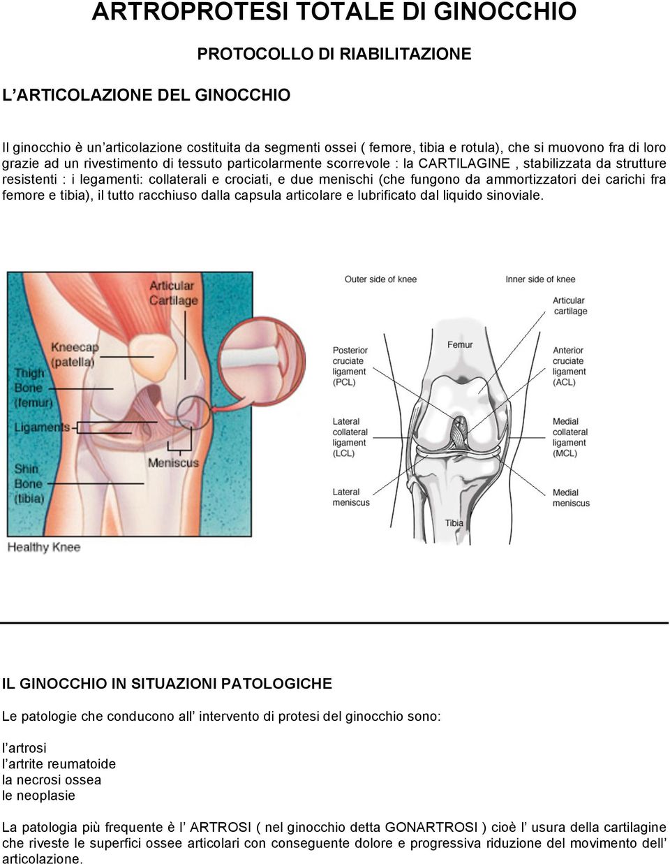 ammortizzatori dei carichi fra femore e tibia), il tutto racchiuso dalla capsula articolare e lubrificato dal liquido sinoviale.