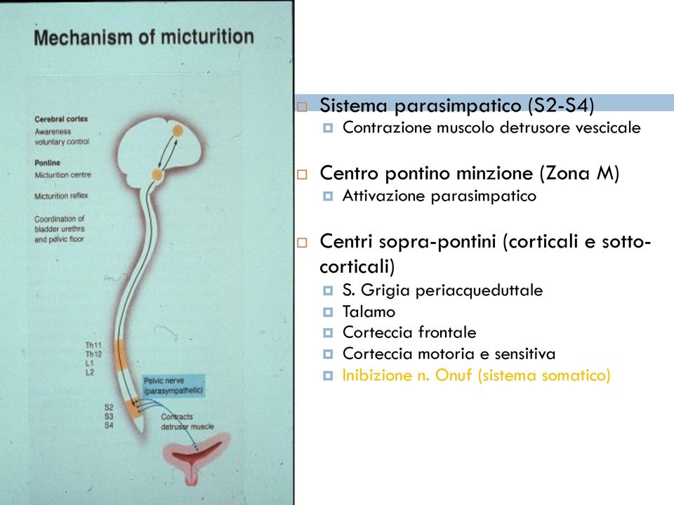 sopra-pontini (corticali e sottocorticali) S.