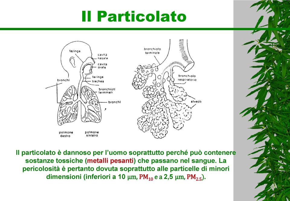 nel sangue.