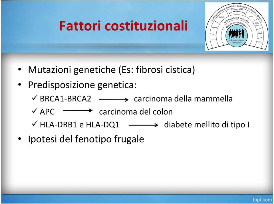 della mammella APC carcinoma del colon HLA-DRB1 e