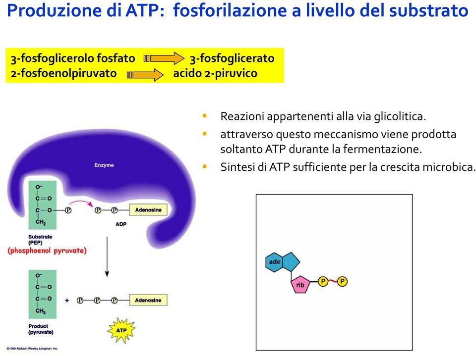 appartenenti alla via glicolitica.