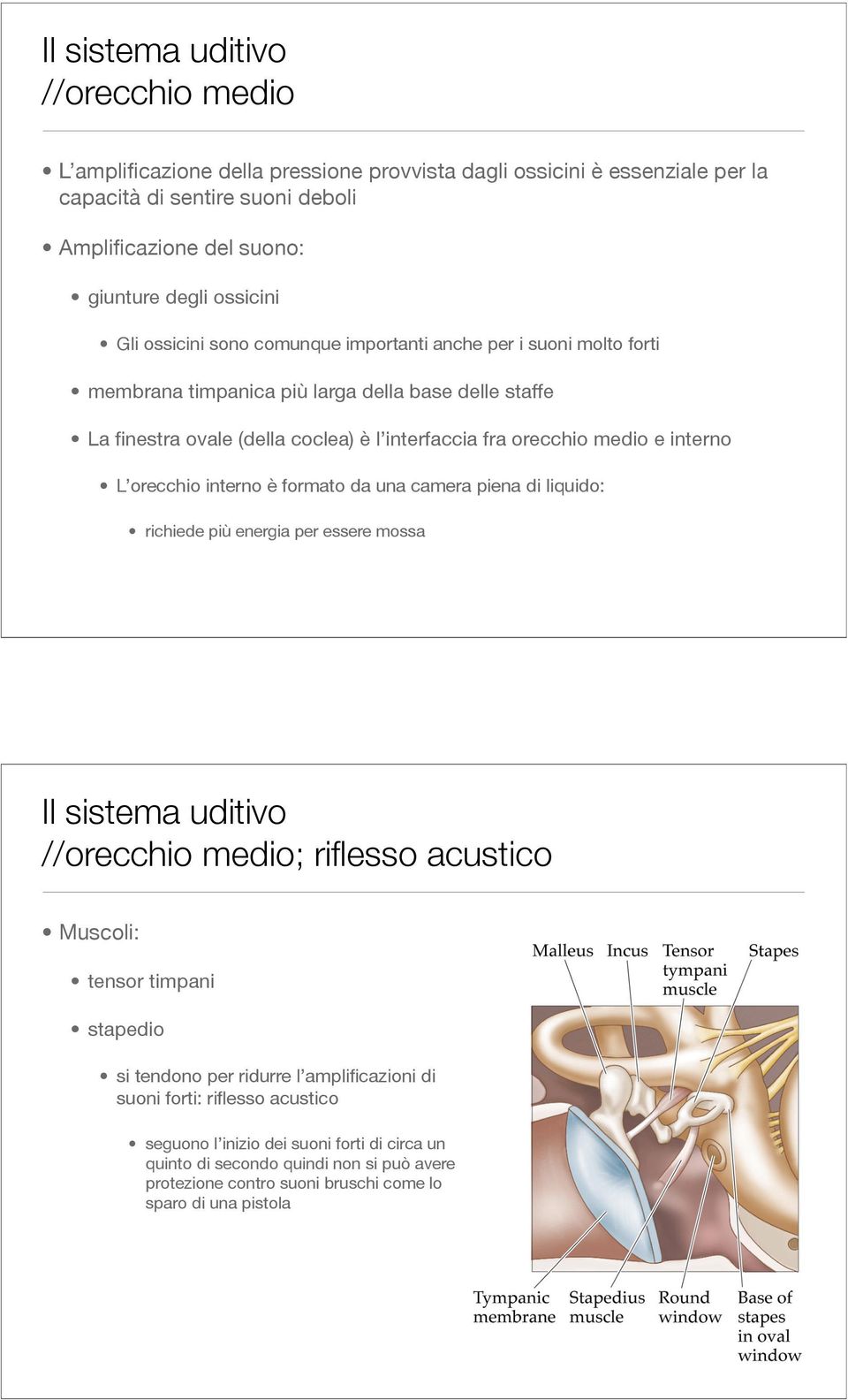 orecchio interno è formato da una camera piena di liquido: richiede più energia per essere mossa //orecchio medio; riflesso acustico Muscoli: tensor timpani stapedio si tendono per ridurre l