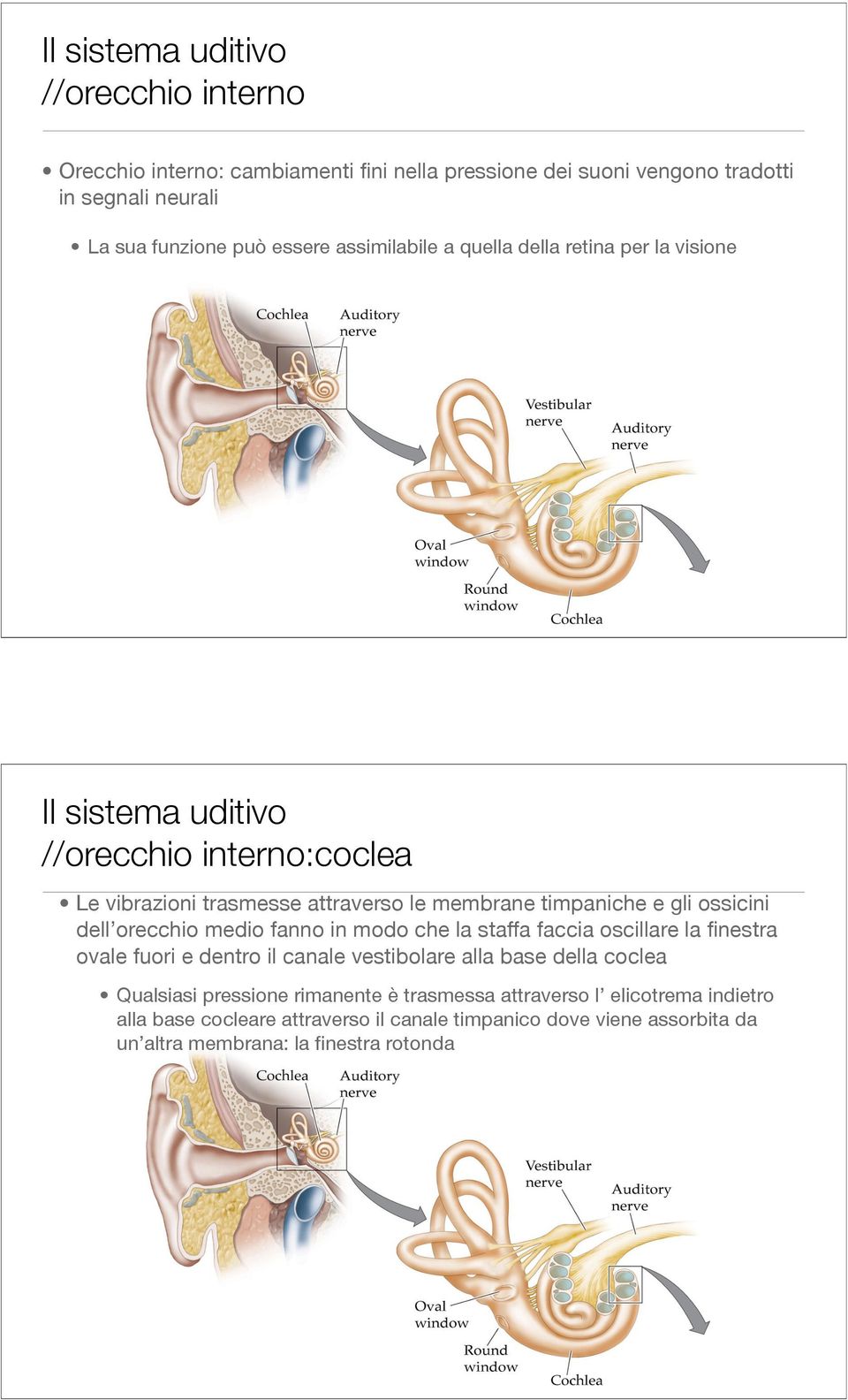 fanno in modo che la staffa faccia oscillare la finestra ovale fuori e dentro il canale vestibolare alla base della coclea Qualsiasi pressione rimanente è