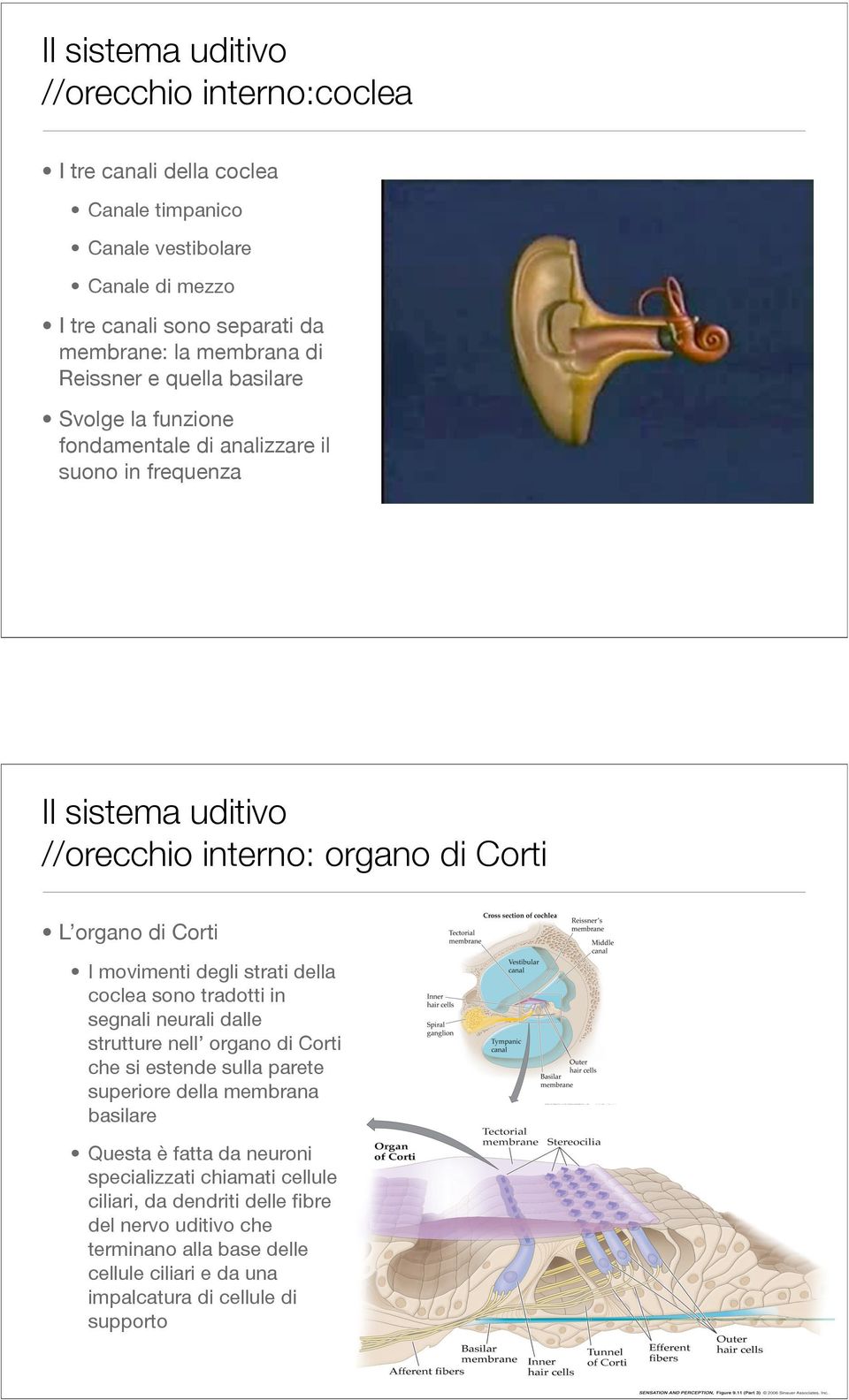 della coclea sono tradotti in segnali neurali dalle strutture nell organo di Corti che si estende sulla parete superiore della membrana basilare Questa è fatta da