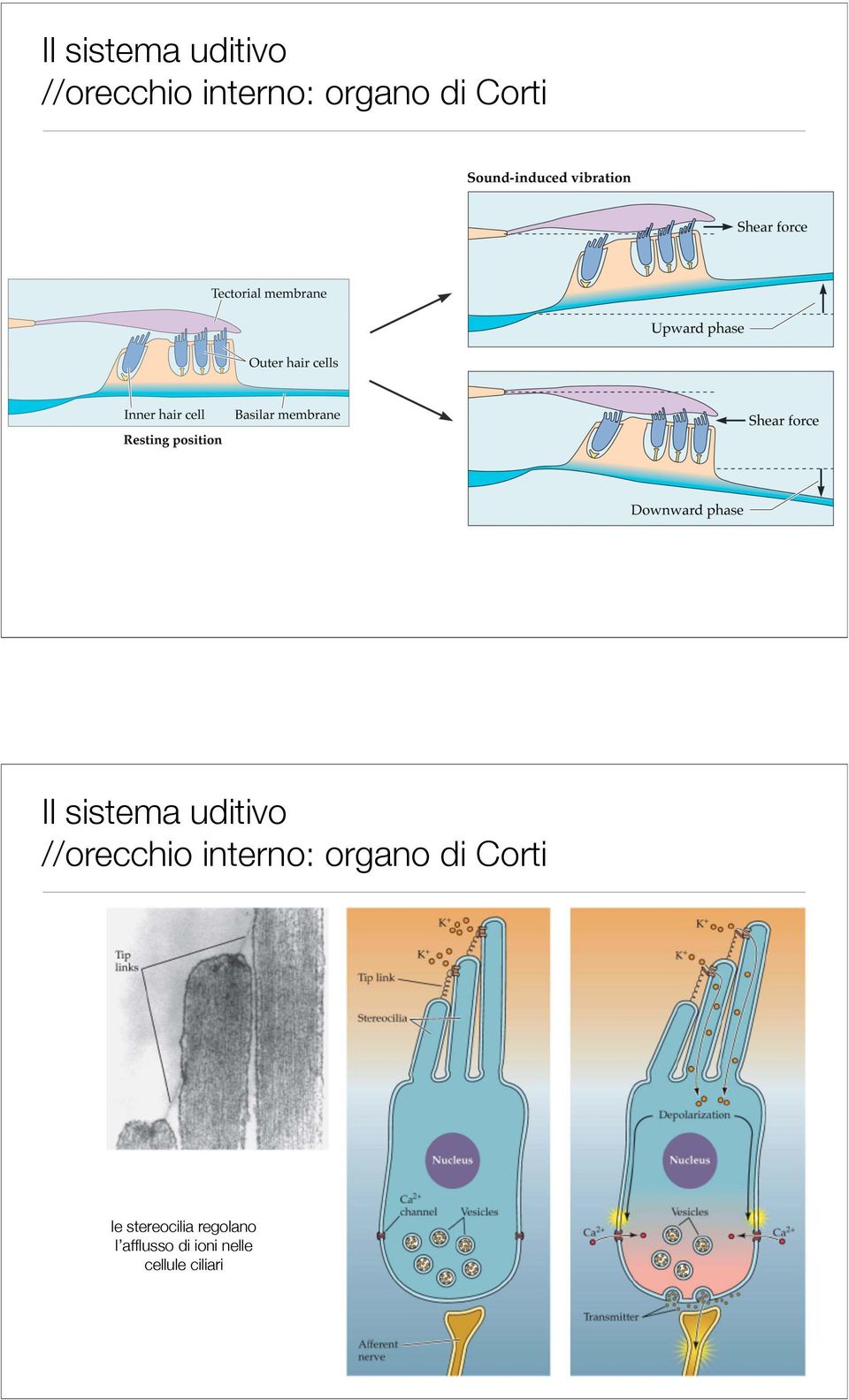 regolano l afflusso di ioni nelle