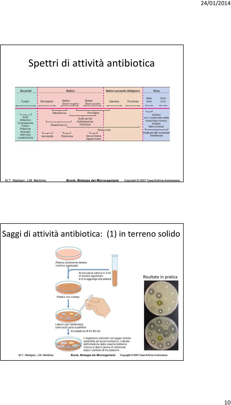 attività antibiotica: (1)