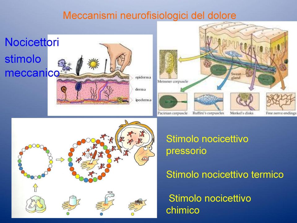 nocicettivo pressorio Stimolo