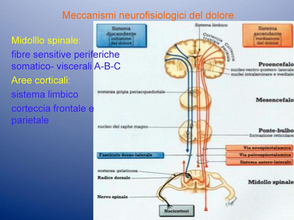 periferiche somatico- viscerali A-B-C Aree