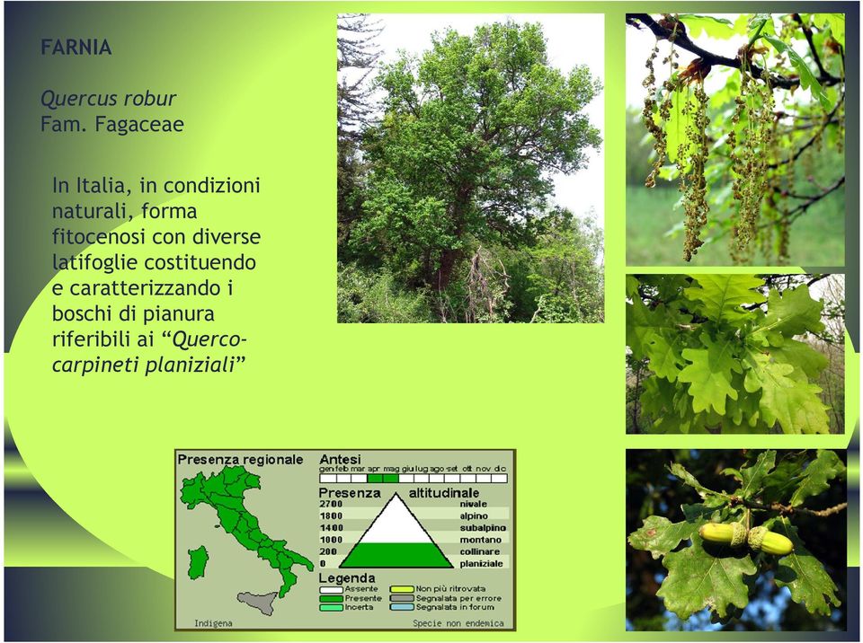 fitocenosi con diverse latifoglie costituendo e