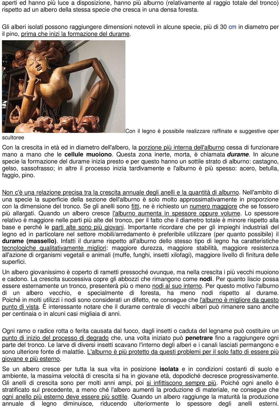 scultoree Con il legno è possibile realizzare raffinate e suggestive oper Con la crescita in età ed in diametro dell'albero, la porzione più interna dell'alburno cessa di funzionare mano a mano che