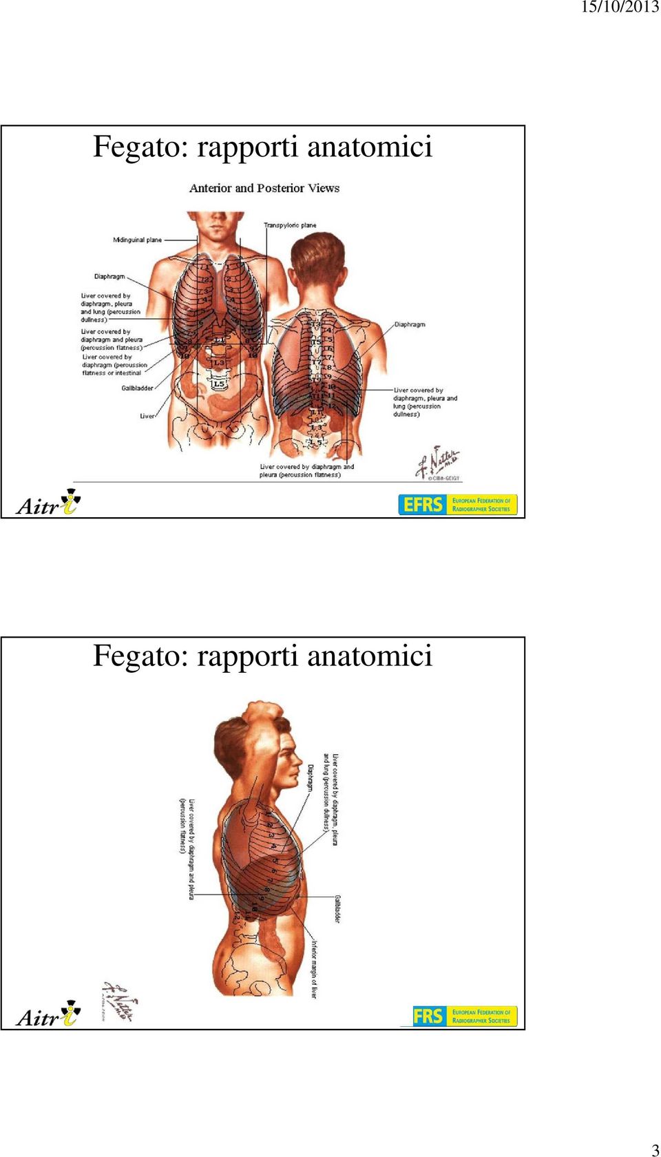 anatomici  