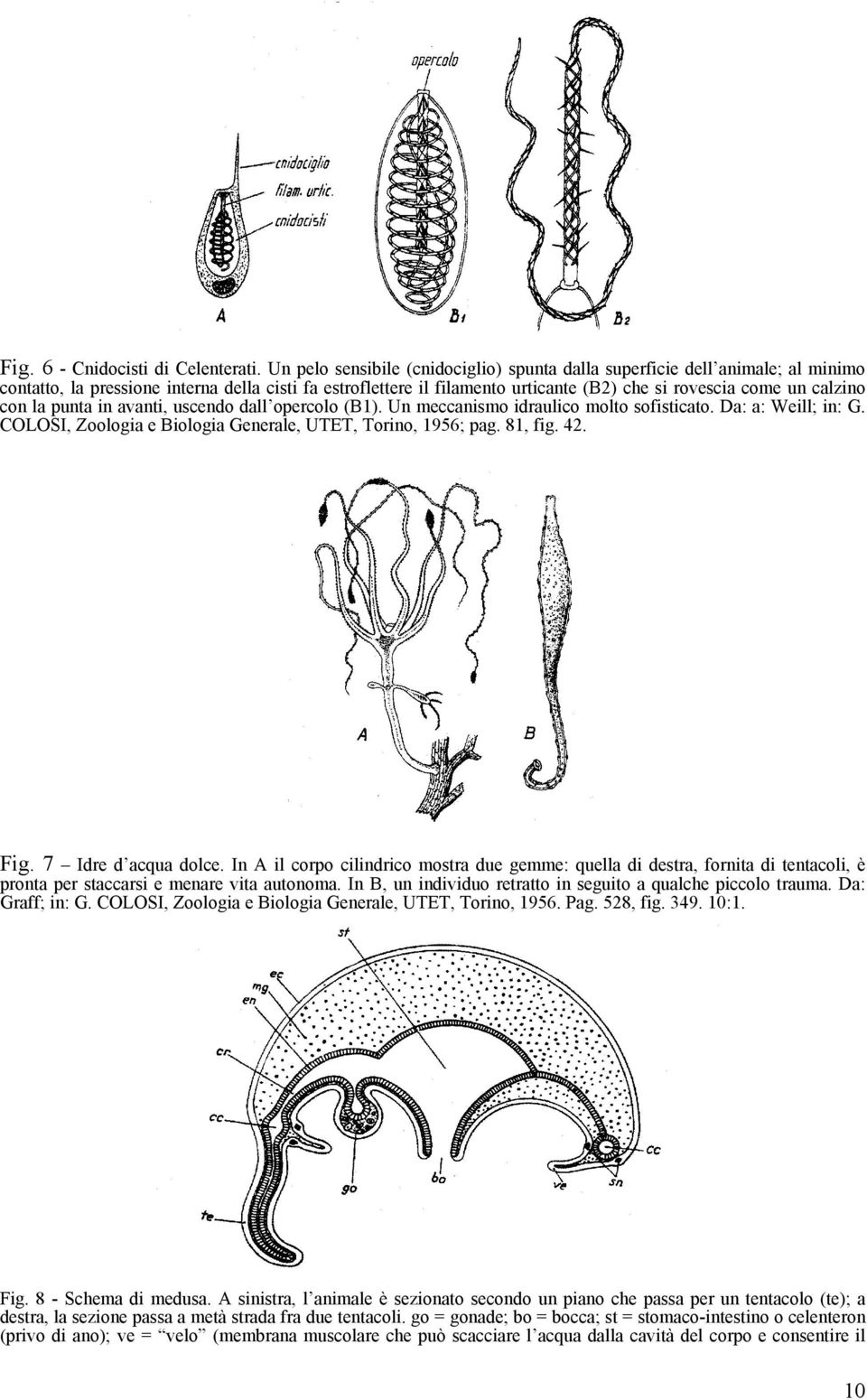 con la punta in avanti, uscendo dall opercolo (B1). Un meccanismo idraulico molto sofisticato. Da: a: Weill; in: G. COLOSI, Zoologia e Biologia Generale, UTET, Torino, 1956; pag. 81, fig. 42. Fig.