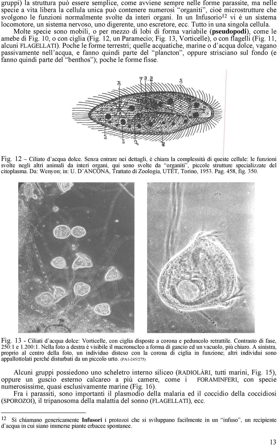 Molte specie sono mobili, o per mezzo di lobi di forma variabile (pseudopodi), come le amebe di Fig. 10, o con ciglia (Fig. 12, un Paramecio; Fig. 13, Vorticelle), o con flagelli (Fig.