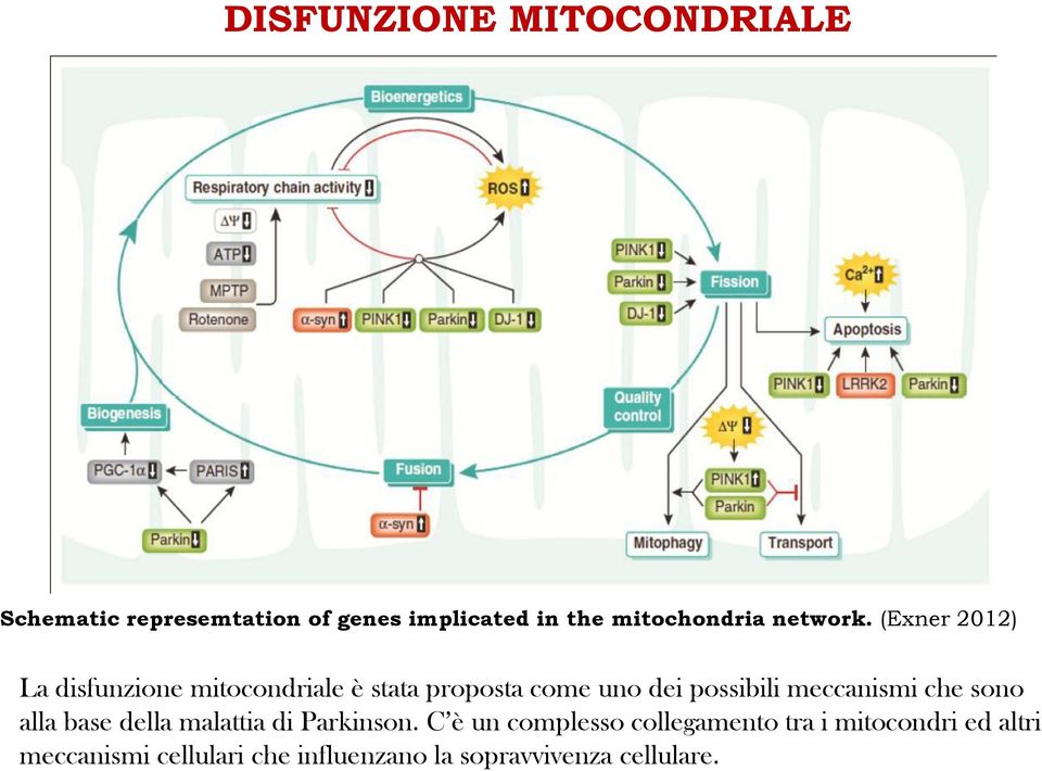 (Exner 2012) La disfunzione mitocondriale è stata proposta come uno dei possibili