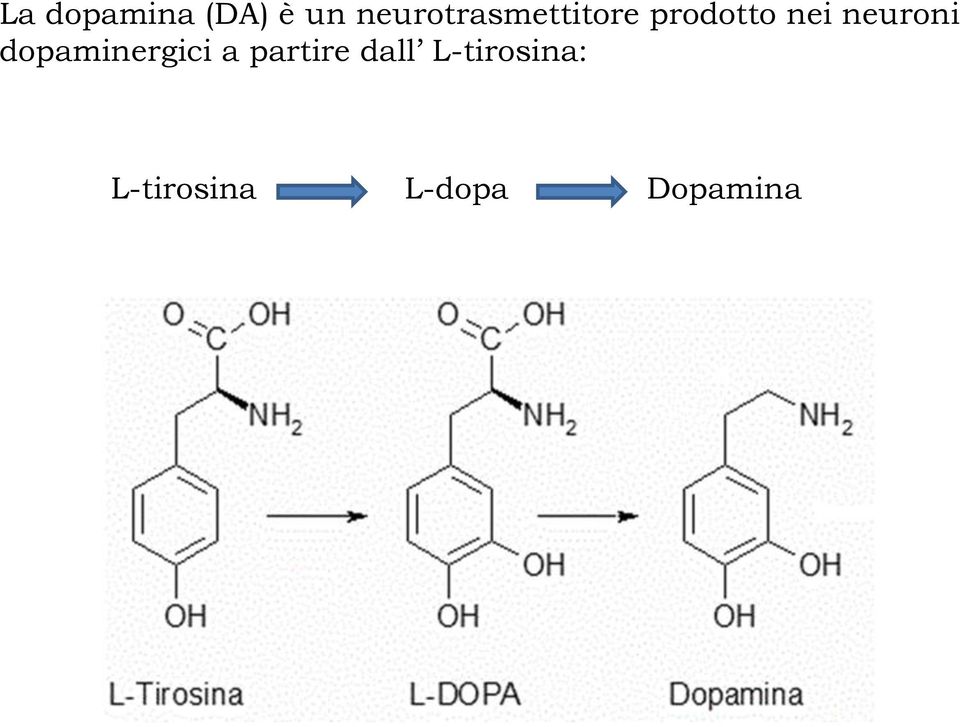 neuroni dopaminergici a partire