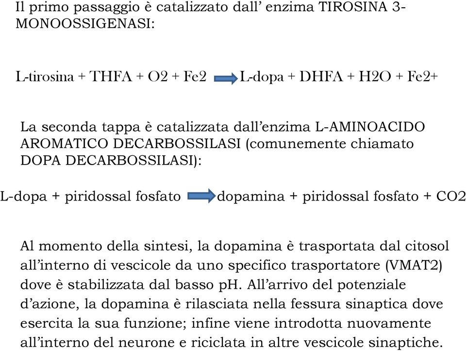 dopamina è trasportata dal citosol all interno di vescicole da uno specifico trasportatore (VMAT2) dove è stabilizzata dal basso ph.