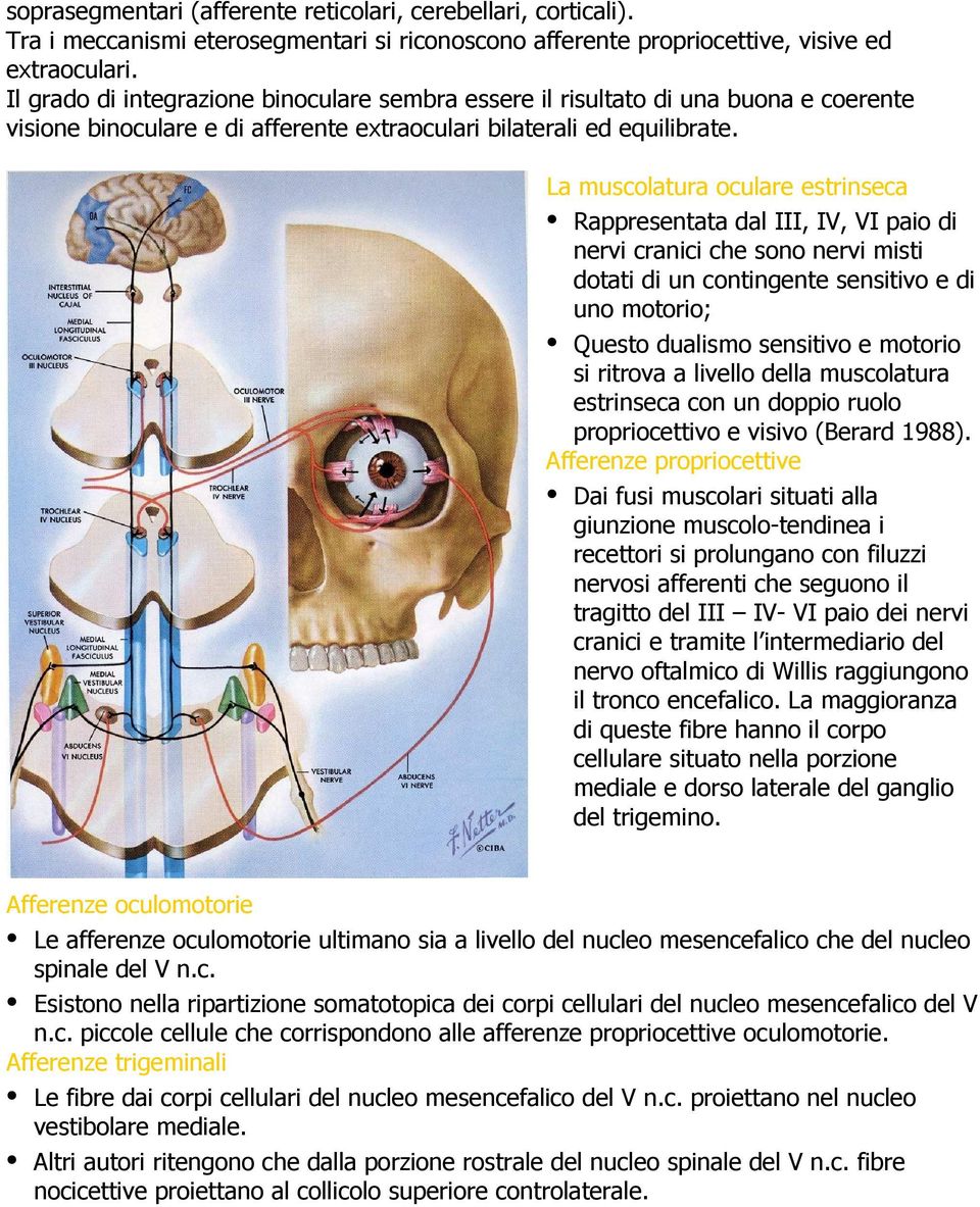 La muscolatura oculare estrinseca Rappresentata dal III, IV, VI paio di nervi cranici che sono nervi misti dotati di un contingente sensitivo e di uno motorio; Questo dualismo sensitivo e motorio si