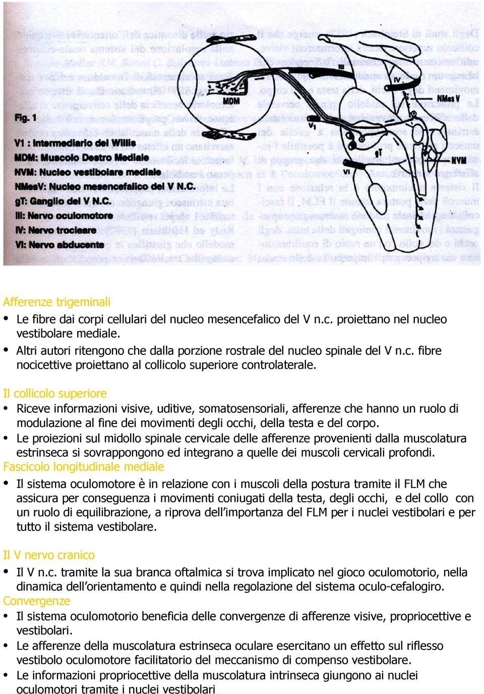 Il collicolo superiore Riceve informazioni visive, uditive, somatosensoriali, afferenze che hanno un ruolo di modulazione al fine dei movimenti degli occhi, della testa e del corpo.