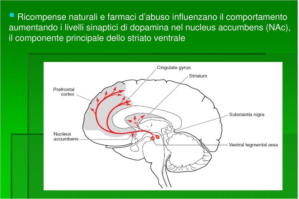 livelli sinaptici di dopamina nel nucleus