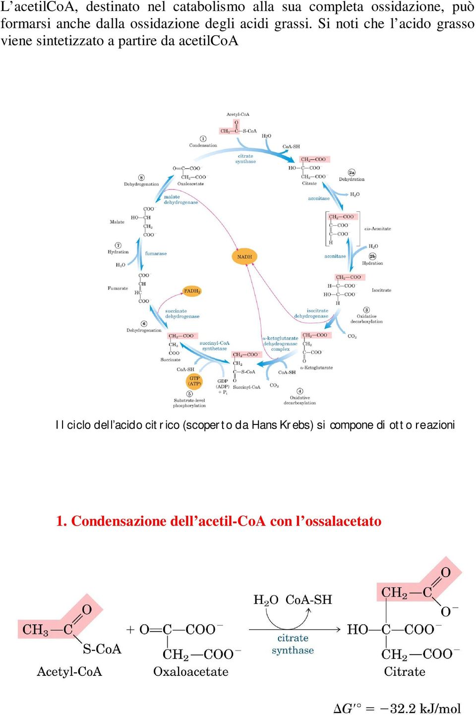 Si noti che l acido grasso viene sintetizzato a partire da acetilcoa Il ciclo dell acido