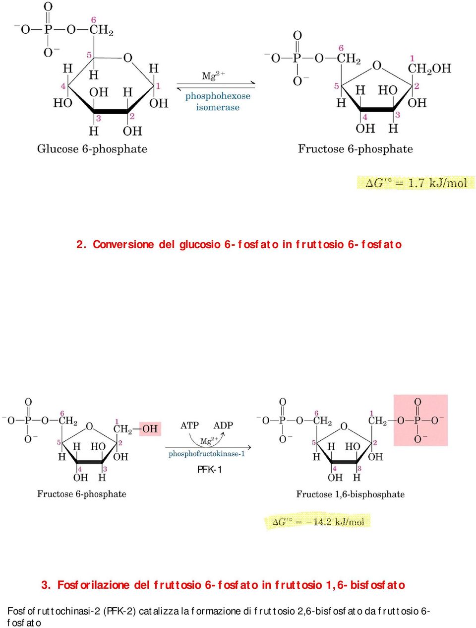 Fosfofruttochinasi-2 (PFK-2) catalizza la formazione di fruttosio