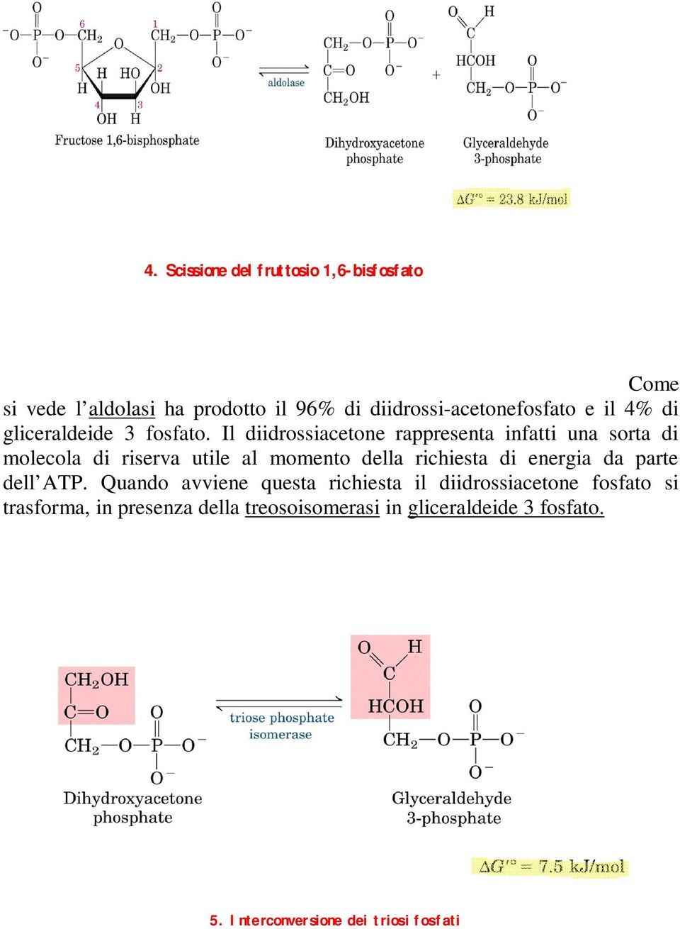 Il diidrossiacetone rappresenta infatti una sorta di molecola di riserva utile al momento della richiesta di energia da parte dell ATP.