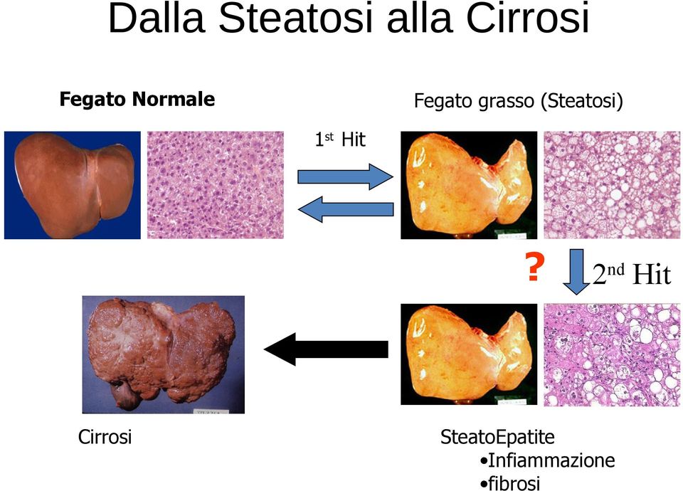 (Steatosi) 1st Hit?