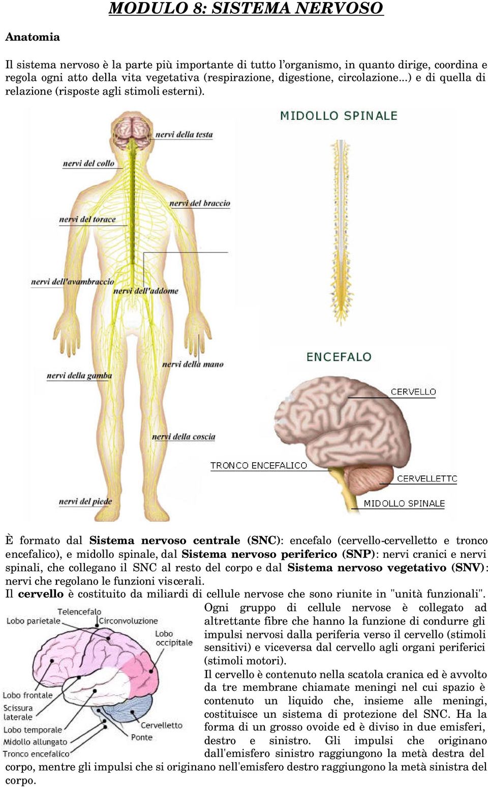 È formato dal Sistema nervoso centrale (SNC): encefalo (cervello-cervelletto e tronco encefalico), e midollo spinale, dal Sistema nervoso periferico (SNP): nervi cranici e nervi spinali, che